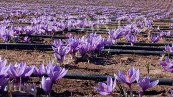 Irrigation tape for saffron growers: the secret of increasing yield and profitability in saffron cultivation Irrigation tape for saffron growers: the secret of increasing yield and profitability in saffron cultivation